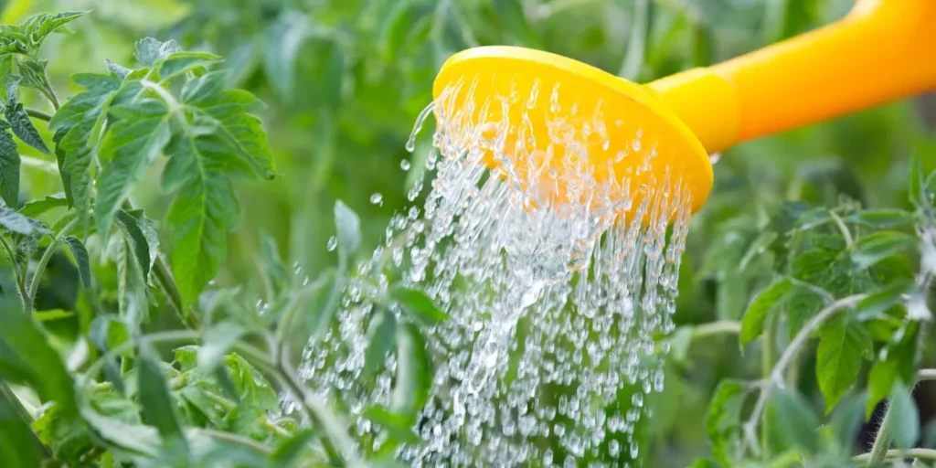 What Are the Best Ways to Water Plants While on Vacation?
