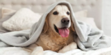 How Do You Protect Your Pet From Harsh Weather Conditions Outdoors?