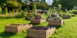 What Are the Best Tips for Designing Raised Garden Beds?